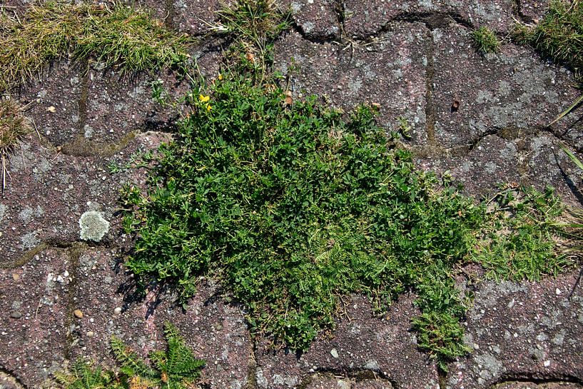 Die Natur entdecken in einem Waldgebiet im Emsland, Niedersachsen, Deutschland von Bianca Meyering Fotos - BMF