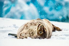Weddellrobbe auf der Halbmondinsel in der Antarktis. von Ron van der Stappen