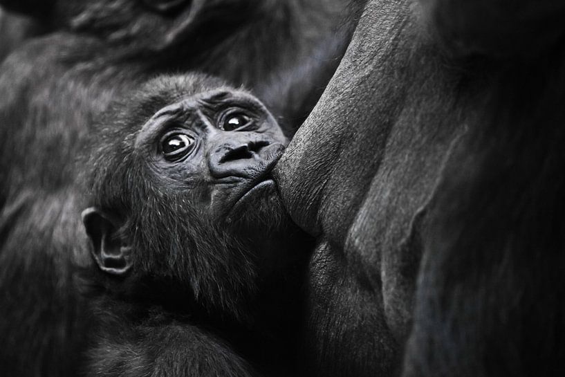 Das Gorillababy krallt sich gierig an die Brust der Mutter und sostet die Milch des ängstlichen Blic von Michael Semenov