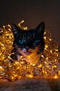 Katze fällt ins Licht. von Bram van Egmond Miniaturansicht