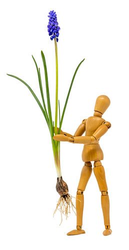 Complete druivenhyacint met bloesem, bladeren en bol wordt gedragen door een houten figuur.