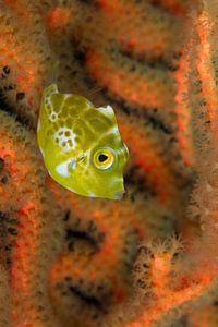 Small yellow fish von Jan van Kemenade