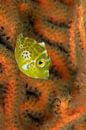 Small yellow fish by Jan van Kemenade thumbnail