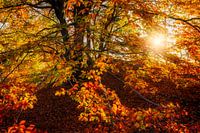Herfstzon in de beukenbladeren