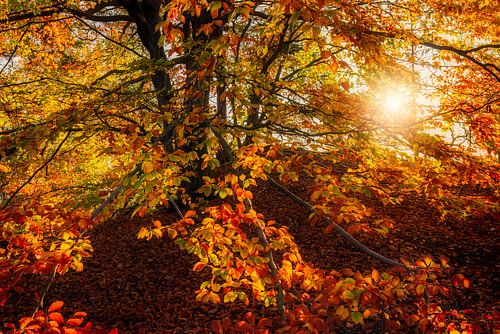 Autumn sun in the beech leaves by Daniela Beyer
