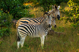 Eine Gruppe von Zebras, die gemeinsam in der grünen Savanne stehen von Johannes Jongsma
