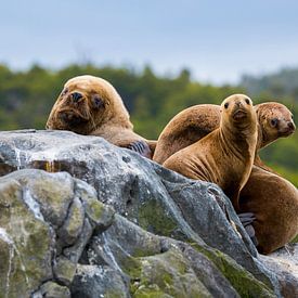 Chili - gezin zeeleeuwen van Jack Koning