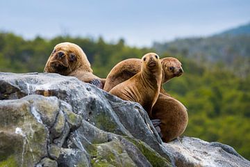 Chili - gezin zeeleeuwen van Jack Koning