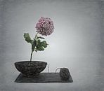 Awarded Zen still-life with a twist. by Saskia Dingemans Awarded Photographer thumbnail