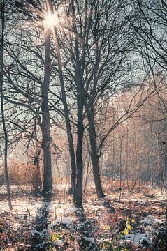 Kaltes Licht von Severin Frank Fotografie