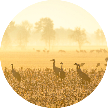 Kraanvogels tijdens een vroege herfstzonsopgang van Sjoerd van der Wal Fotografie