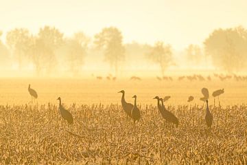 Kraanvogels tijdens een vroege herfstzonsopgang