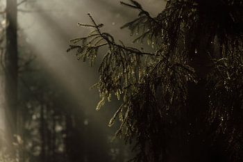 Rayons de soleil dans la forêt de pins