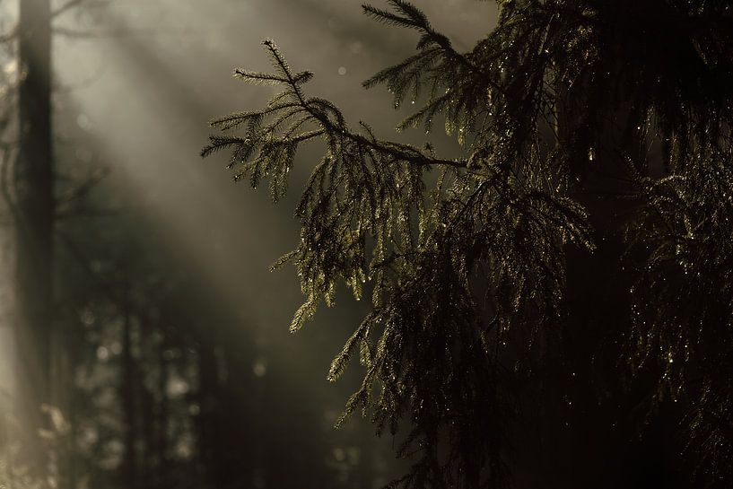 Sonnenstrahlen im Kiefernwald von Jolijn Gommans