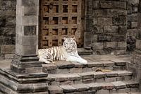 Witte tijger