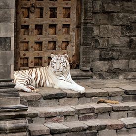 Witte tijger von Kim de Groot