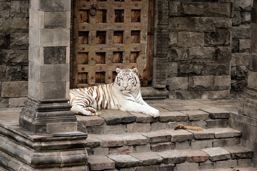 Witte tijger von Kim de Groot