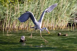 A grey heron flies off by Teresa Bauer