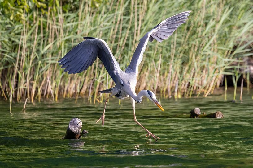 Een blauwe reiger vliegt weg van Teresa Bauer