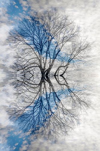 Silhouette of a tree in the clouds