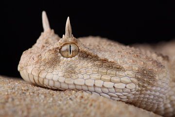 Hoornadder (Cerastes cerastes) van Ronald Pol