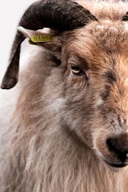 Porträt Schaf - Farbe von Christien Hoekstra