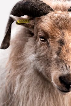 Porträt Schaf - Farbe