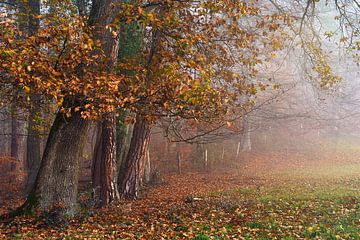 Herfstbos met mist van CSB-PHOTOGRAPHY