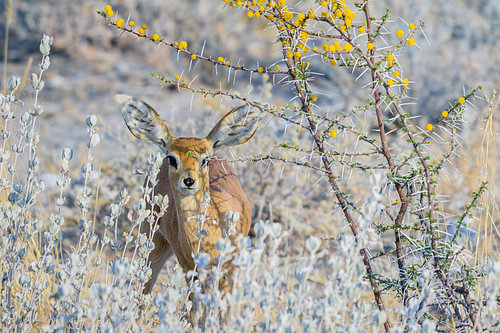 Steenbok in Etosha National Park