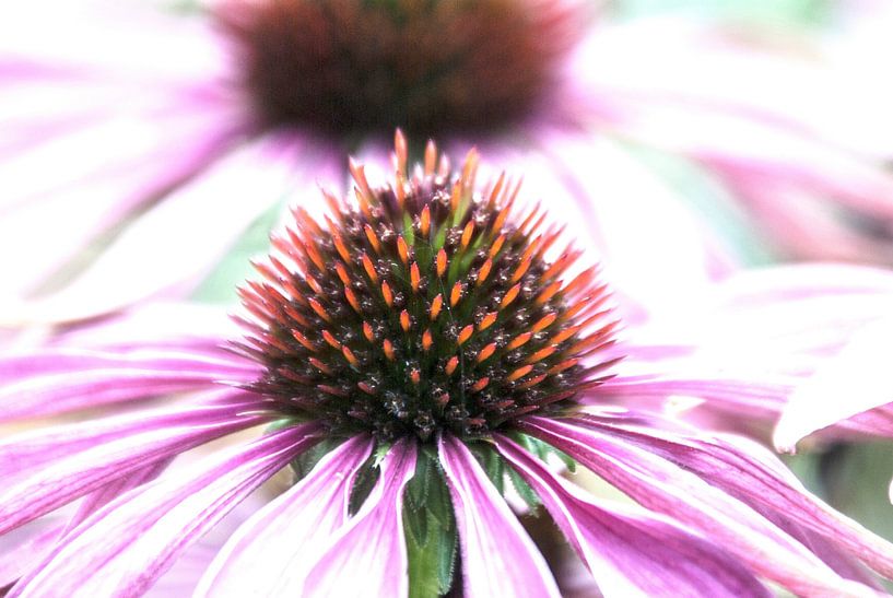 purple coneflower by Norbert Sülzner
