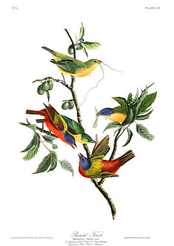 Geschilderde Astrild