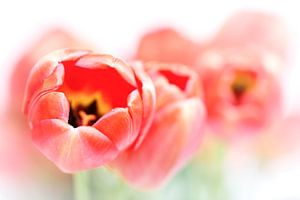 Tulpen, ein bisschen weniger frisch... (Blume, Tulpe) von Bob Daalder