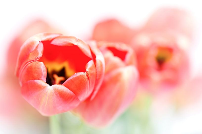 Tulips, a little less fresh... (bloem, tulp) von Bob Daalder