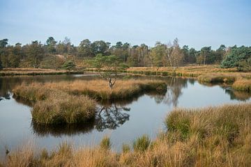 View over Dutch bog reserve De Duivelskuil, nature reserve Maasduinen, Netherlands van wunderbare Erde