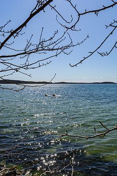 Am Ufer in der Goor, Insel Vilm, Lauterbach auf Rügen