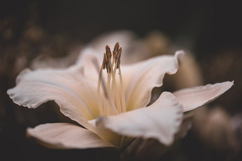bloemen part 331 van Tania Perneel