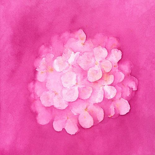 Roze hortensia droom aquarel schilderij