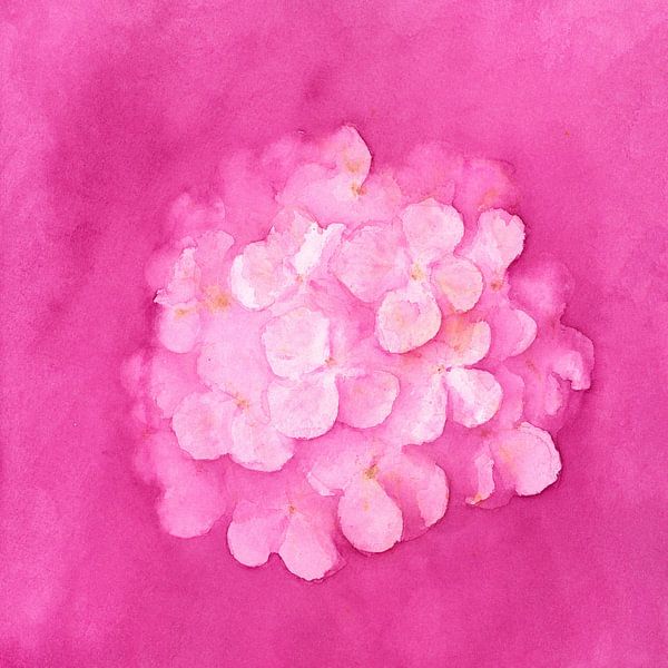 Rêve d'hortensia rose Peinture à l'aquarelle par Karen Kaspar