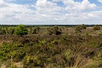 Sallandse heuvelrug panorama