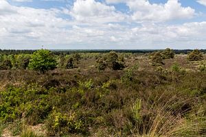 Sallandse heuvelrug panorama