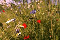 Margriet