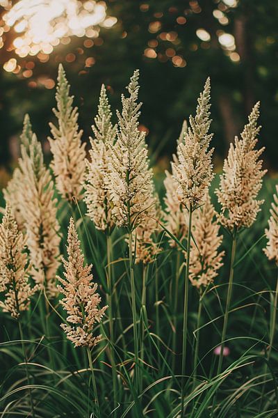 Close-up of Beige Grasses in Sunshine by Imperial Art House