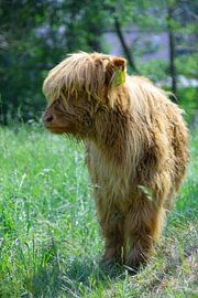 Scottish Highlander calf looks away. by Tallest_tulip