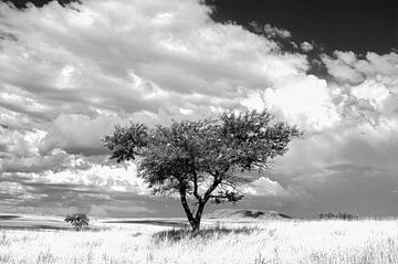 Acacia KZN Afrique du Sud sur Richard Wareham