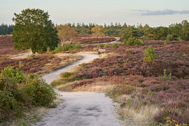 Ein gewundener Pfad durch die blühende Heide