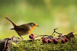 Rotkehlchen von Thomas Herzog