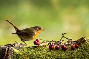 Robin