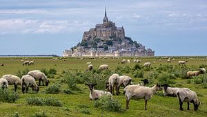 Schafe am Mont Saint Michel