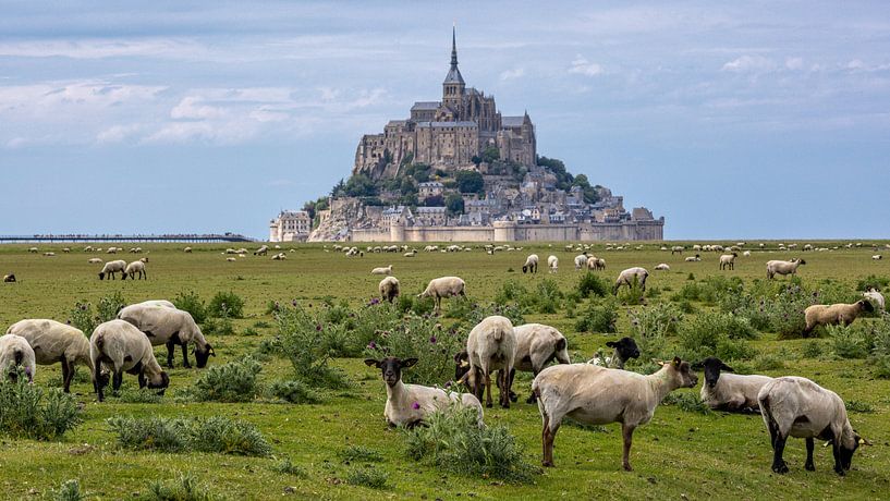 Sheep near the Mont Saint-Michel by Easycopters