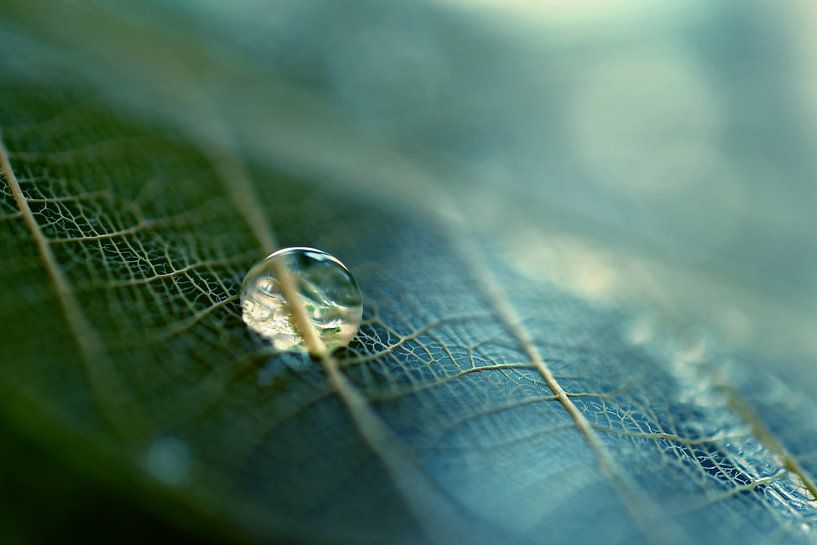 Macro - Fragile by Angelique Brunas